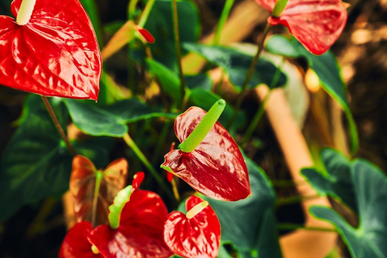 La Kaz Fleur Vanille Saint Benoit Ngoại thất bức ảnh